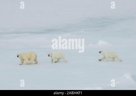 Russia, High Arctic, Franz Josef Land. Polar bear (WILD: Ursus maritimus) female with two cubs. Stock Photo