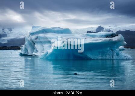 dark low key image of seal swimming in Jokulsarlon glacier lagoon at sunset on cloudy winter day with blue iceberg in background Stock Photo