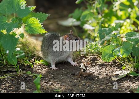 Brown Rat standing among green leaves under dappled sunlight Stock Photo