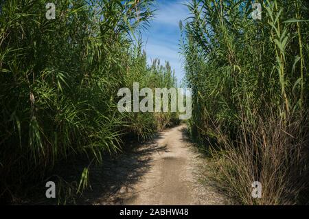 Path between vegetation under blue sky Stock Photo