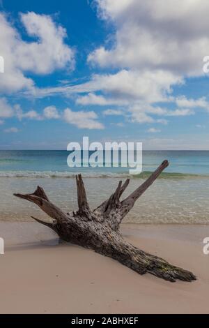 Driftwood on an idyllic stretch of beach along the Mayan Riviera near Tulum Mexico Stock Photo