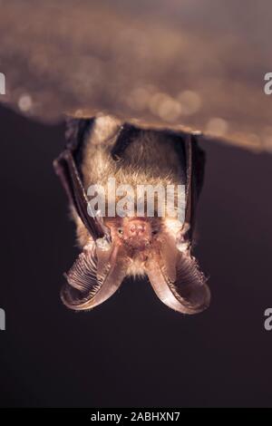 Close up picture of small Brown long-eared bat Plecotus auritus hanging upside down in dark cave resembling similar gray Plecotus austriacus. Wildlife Stock Photo