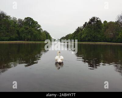White swan on the river, close up. The banks with green trees and a white swan floats in the center of the river. Overcast autumn day. Stock Photo