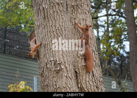 Two squirrels with fluffy tails on the trunk of an old tree. Squirrels in the city park run through the trees. Red squirrels play with each other. Stock Photo