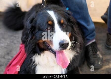 Bernese Mountain Dog face close-up. The dog is black with a white spot on the nose and chest. Berner Sennenhund sticks out his tongue and looks away. Stock Photo