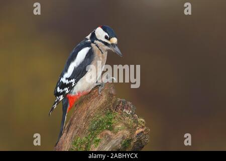 Great spotted woodpecker (Dendrocopos major), male sits on gnarled tree trunk, Siegerland, North Rhine-Westphalia, Germany Stock Photo