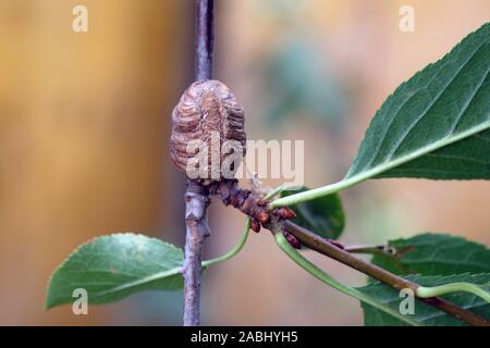 A sprig of cherry with green leaves with a egg pouch attached to it. Mantis cocoon for laying eggs on a cherry branch. ootheca close up. Stock Photo