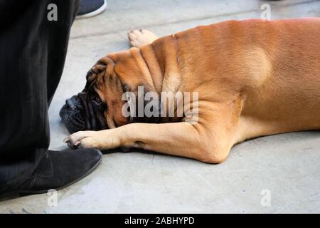 The thoroughbred dog Tosa Inu lies at the feet of the owner. A large brown dog lies on its stomach, spreading its paws. Tosa Inu is sad while waiting Stock Photo