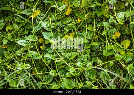 Grenada Spinach Callaloo Stock Photo