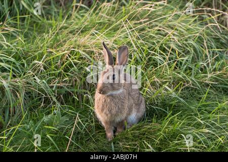 Irish Hare in the grass Stock Photo