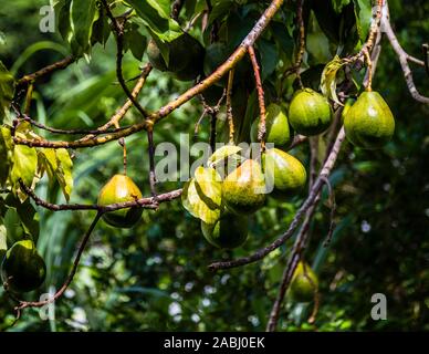 Nutmegs on the Tree in Concord, Grenada Stock Photo