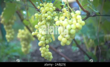 Bunch of grapes on vine insunshine. winegrowers grapes on vine. green wine. Harvest concept. Ingredients for production of wine. Home winemaking. Agri Stock Photo