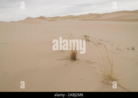 sand dunes of the Samalayuca desert, Chihuahua Mexico. 52 km south of Ciudad Juárez in the middle of the desert area known as the Médanos de Samalayuc Stock Photo
