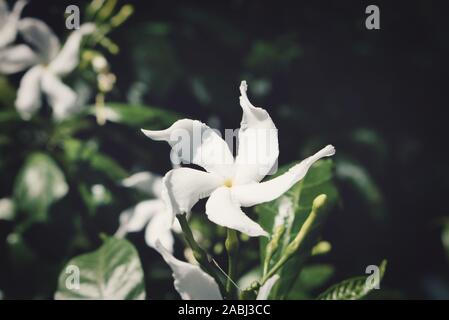 White jasmine flower blooming in the garden, Thailand. beautiful