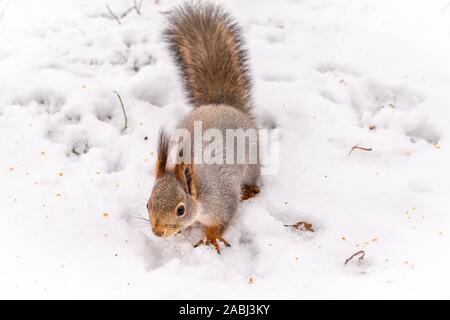 Squirrel carefully walks through the white snow. Beautiful european red squirrel walks on white snow. Eurasian red squirrel, Sciurus vulgaris Stock Photo