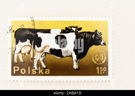 SEATTLE WASHINGTON -November 21, 2019:1964  Stamp from Poland featuring black and white Holstein milk cow and bull. Scott # 2099. Stock Photo