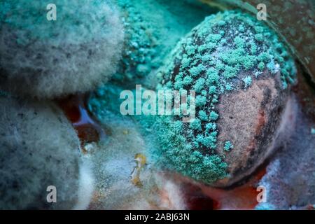 Close up of mold deposited on black olives in a glass bottle. Stock Photo