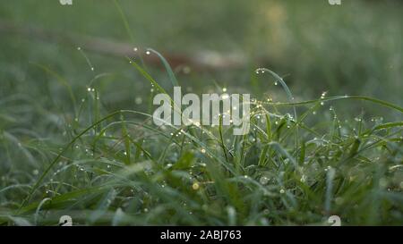Cold wet blades of grass Stock Photo