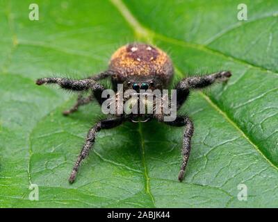 Adult female Johnson's jumping spider, Phiddipus johnsoni, on a leaf, in a defensive threat display. Ladner, Delta, British Columbia, Canada Stock Photo