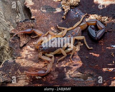 Central American bark Scorpion, Centruroides margaritatus, on bark. The colouration of this species helps camouflage it against its bark habitat Stock Photo