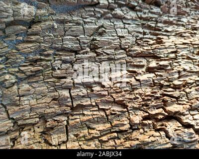 Texture of Old Tree Trunk Driftwood, Washed Up by the Sea on the Sea Coast Whitened by Sun and Water. Wood Abstract Background Texture With Cracks and Stock Photo