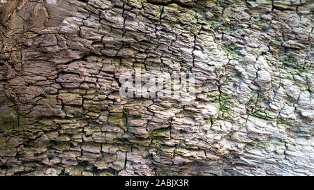 Texture of Old Tree Trunk Driftwood, Washed Up by the Sea on the Sea Coast Whitened by Sun and Water. Wood Abstract Background Texture With Cracks and Stock Photo