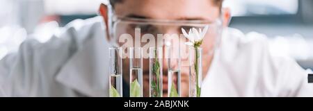 panoramic shot of handsome biochemist looking a test tubes with green plants Stock Photo