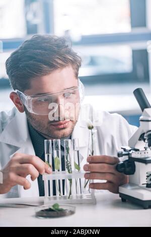 selective focus of bearded biochemist looking a test tubes with green plants near microscope Stock Photo