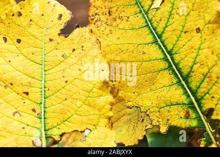 Two saturated yellow autumn leaves with green veins and brown spots Stock Photo