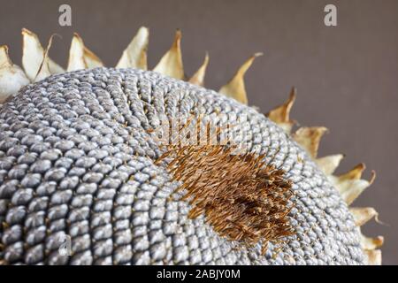 Close-up of a dry sunflower head with grey seed pattern and withered yellow and brown leaves against a dark background