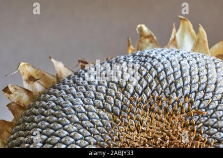 Close-up of a dry sunflower head with grey seed pattern and withered yellow and brown leaves against a dark background Stock Photo