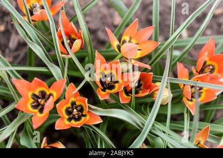 Orange Tulip Tulipa 'Little Princess' Stock Photo