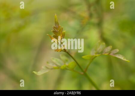 Close up of the green colored leaves of a young branch of Jasminum Officinale with blured background. Jasminum officinale, known as the common jasmine Stock Photo