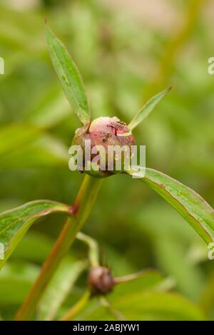 Red peony (Paeonia Officinalis) flower bud after rain close up shot, shallow depth of field, Stock Photo