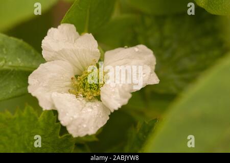 Close up on a single white blackberry flower (Rubus fruticosus nessy) covered in rain drops, surrounded by green leaves - selective focus Stock Photo