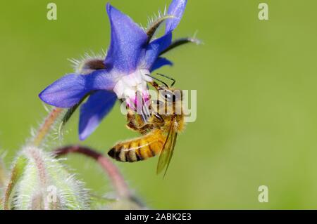 Honey Bee (Apis mellifera, Apis mellifica). Worker on Borage (Borago officinalis) flower. Germany Stock Photo