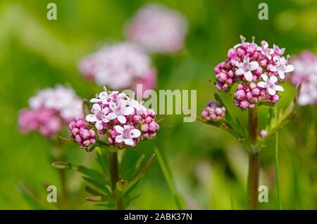 Marsh Valerian (Valeriana dioica), flowering. Germany Stock Photo