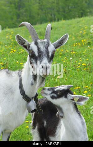 Domestic Goat, Peacock Goat. Nanny with kid on a meadow in spring. Grisons, Switzerland Stock Photo