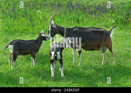 Grisons Striped Goat, Bundner Strahlenziege. Nanny with two kids on a meadow. Grisons, Switzerland Stock Photo