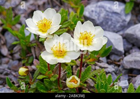 Mountain Avens (Dryas octopetala), flowering. Grisons, Switzerland Stock Photo