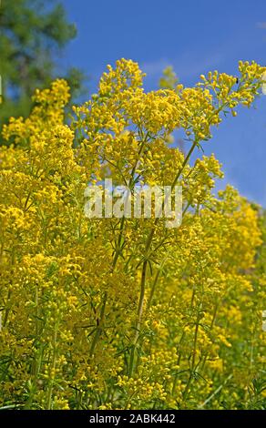 Ladys Bedstraw, Yellow Bedstraw (Galium verum), flowering plants. Germany Stock Photo