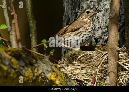 Song Thrush (Turdus philomelos). Adult at nest in the fork of a tree. Germany Stock Photo