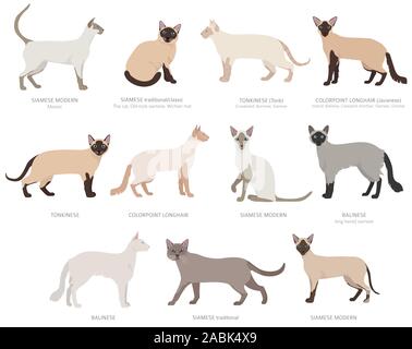 Siamese type cats, colorpoints. Domestic cat breeds and hybrids collection isolated on white. Flat style set. Vector illustration Stock Vector