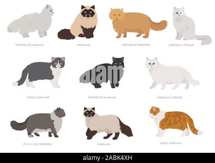 Persian longhaired type cats. Domestic cat breeds and hybrids collection isolated on white. Flat style set. Vector illustration Stock Vector