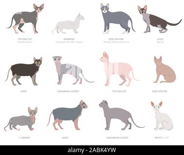 Hairless cats, sphynxs. Domestic cat breeds and hybrids collection isolated on white. Flat style set. Vector illustration Stock Vector