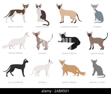 Oriental type cats. Domestic cat breeds and hybrids collection isolated on white. Flat style set. Vector illustration Stock Vector
