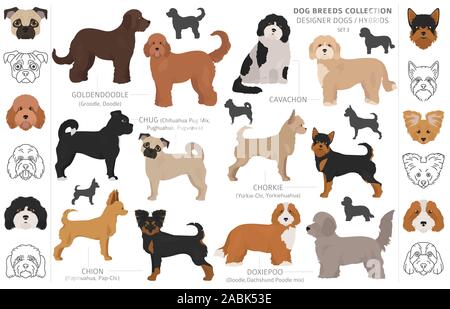 Chug clipart. Chihuahua Pug mix. Different coat colors set. Vector ...