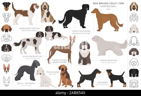 Hunting dogs collection isolated on white clipart. Flat style. Different color, portraits and silhouettes. Vector illustration Stock Vector