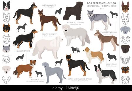 Shepherd and herding dogs collection isolated on white. Flat style. Different color and country of origin. Vector illustration Stock Vector