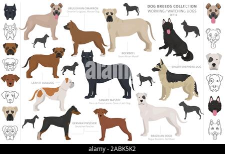 Working, service and watching dogs collection isolated on white. Flat style. Different color and country of origin. Vector illustration Stock Vector